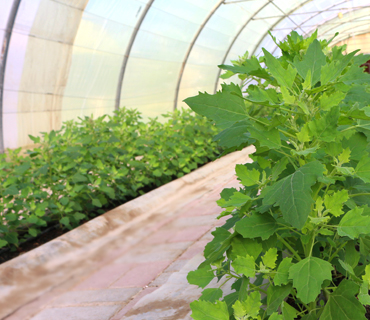 Master in Desert Farming Techniques and Soilless Agriculture